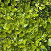 New Zealand Privet Hedges New Zealand Privet Hedges