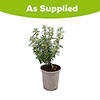 Olearia Spring Bling