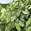Oleaster Hedges Oleaster Hedges