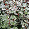 Oleaster Hedges Oleaster Hedges