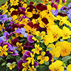 Pansy Cascadia XL Trailing
