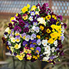Pansy Cascadia XL Trailing