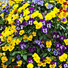 Pansy Cascadia XL Trailing