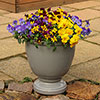 Pansy Cascadia XL Trailing