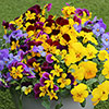 Pansy Cascadia XL Trailing