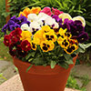 Pansy Grande Fragrance Pansy Grande Fragrance