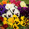 Pansy Grande Fragrance Pansy Grande Fragrance