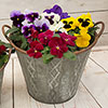 Pansy Grande Fragrance Pansy Grande Fragrance