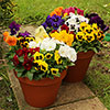 Pansy Grande Fragrance Pansy Grande Fragrance