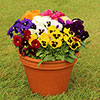 Pansy Grande Fragrance Pansy Grande Fragrance