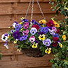 Pansy Top Wave