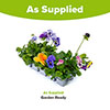 Pansy Top Wave Pansy Top Wave