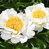 Patio Peony Dublin