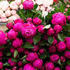 Patio Peony London Patio Peony London
