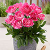 Patio Peony Rome