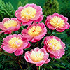 Peony Bowl of Beauty