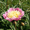 Peony Bowl of Beauty
