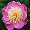 Peony Bowl of Beauty