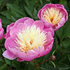 Peony Bowl of Beauty