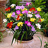 Freesia Single Corms Collection Freesia Single Corms Collection