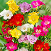 Freesia Single Corms Collection Freesia Single Corms Collection