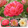 Peony Coral Sunset