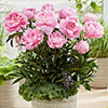 Peony Dinner Plate