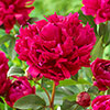 Peony Red Magic