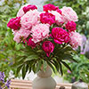 Peony Red Sarah Bernhardt Peony Red Sarah Bernhardt