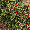 Pepper Hot Quickfire Pepper Hot Quickfire