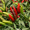 Pepper Hot Quickfire Pepper Hot Quickfire