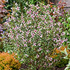 Philadelphus Petite Perfume Pink