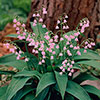 Pink Lily Of The Valley Pink Lily Of The Valley