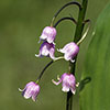 Pink Lily Of The Valley Pink Lily Of The Valley
