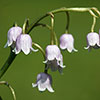 Pink Lily Of The Valley Pink Lily Of The Valley