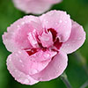 Pinks Baby Doris Pinks Baby Doris