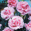 Pinks Baby Doris Pinks Baby Doris