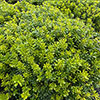 Pittosporum Nanum