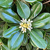 Pittosporum Nanum