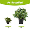 Pittosporum Nanum