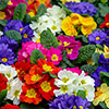 Primrose Harlequin