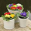 Primrose Harlequin