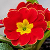 Primrose Harlequin