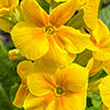 Primrose Harlequin