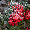 Pyracantha Red Column Pyracantha Red Column