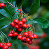 Pyracantha Red Column Pyracantha Red Column