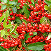 Pyracantha Red Column Pyracantha Red Column