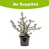 Pyracantha Red Column Pyracantha Red Column
