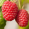 Raspberry Glen Ample Long Canes Raspberry Glen Ample Long Canes