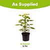Raspberry Lowberry Baby Dwarf Raspberry Lowberry Baby Dwarf